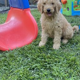 Goldendoodle Puppies from Bear Ridge Doodles