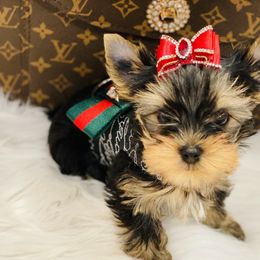 Yorkshire Terrier Puppies from Green Mountain Designer Yorkies