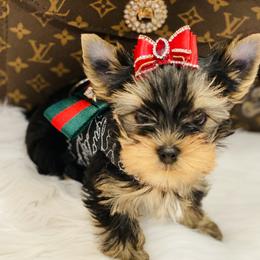 Yorkshire Terrier Puppies from Green Mountain Designer Yorkies