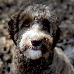 Kira - Australian Labradoodle