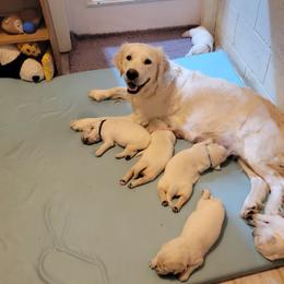 Golden Retriever puppies from Indy's God Given Goldens