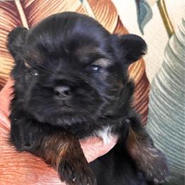Teddy - Black and tan male Shih Tzu puppy in Claremont, California from Lovable Shih Tzus