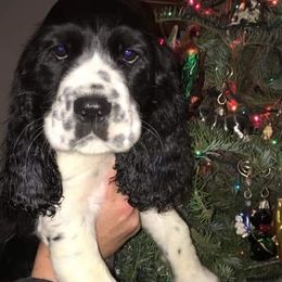 English Springer Spaniel Puppies from Indian Creek Springers