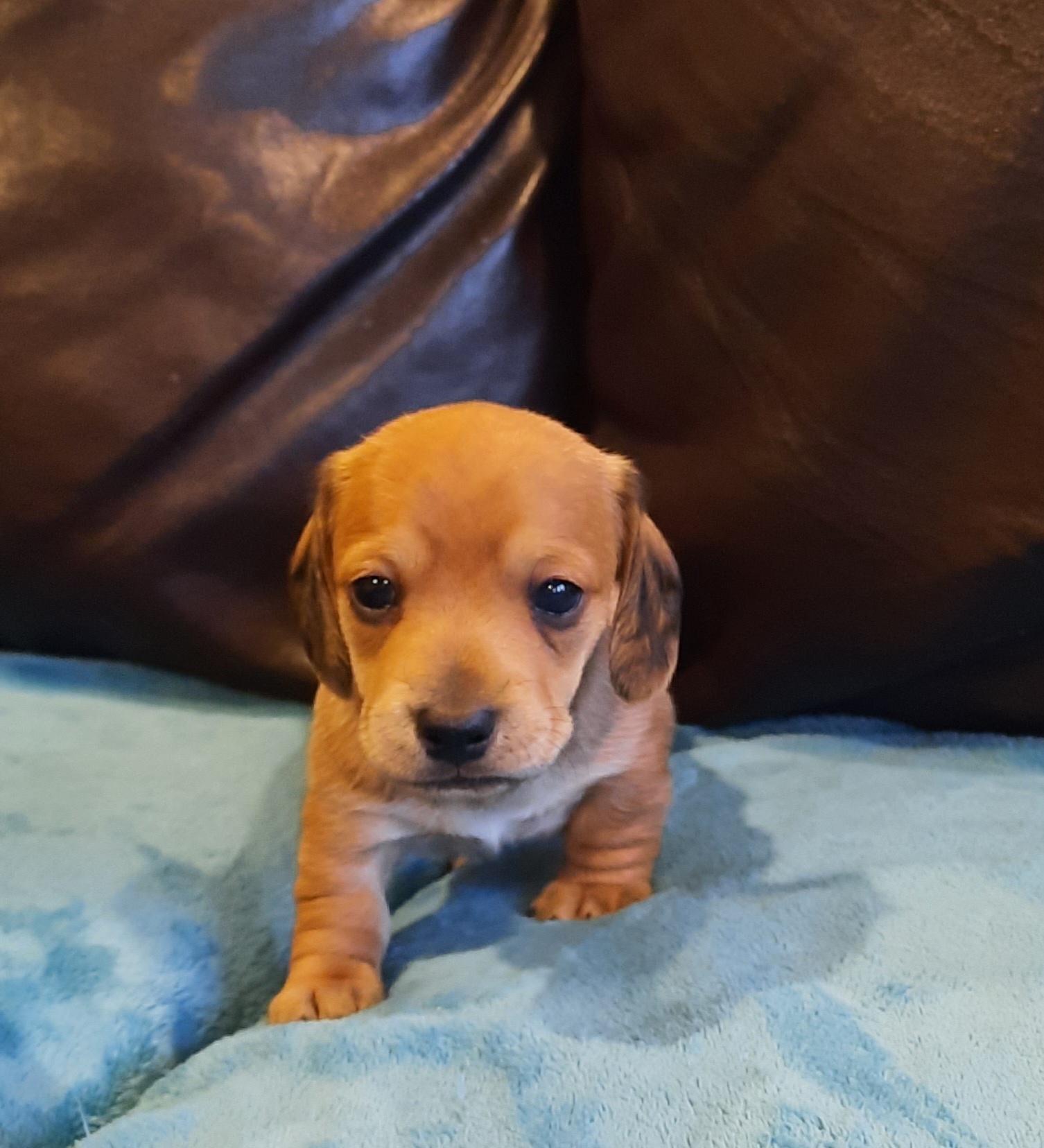 Dachshund Puppies from Redeemer's Dachshunds