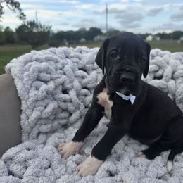 Kev - Black male Great Dane puppy in Granby, Missouri from HCR Great Danes