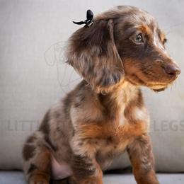 Steela - Dapple female Dachshund puppy in Temecula, California from Naomi Magee's Dachshund Kennel