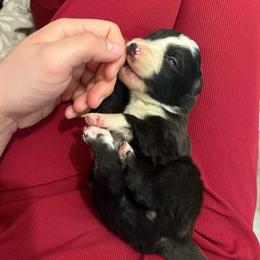 Pegasus - Black and white female Border Collie puppy in Grapeview, Washington from Athena’s Collies