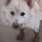 Icelandic Sheepdog Puppies from Valhalla Icelandic Sheepdogs