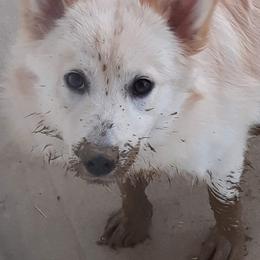 Icelandic Sheepdog Puppies from Valhalla Icelandic Sheepdogs