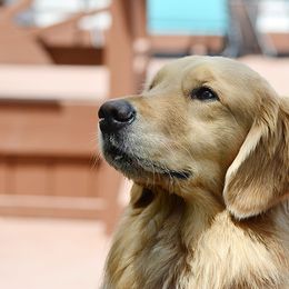 Golden Retriever All Grown Up from Goldenway Goldens