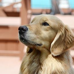 Golden Retriever All Grown Up from Goldenway Goldens