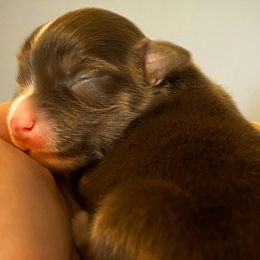 Miniature American Shepherds, Miniature Australian Shepherds, and Toy Australian Shepherds from Southern Promise Aussie’s