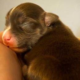 Miniature American Shepherds, Miniature Australian Shepherds, and Toy Australian Shepherds from Southern Promise Aussie’s