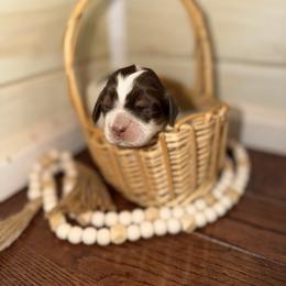 Skye - Liver white and tan female English Springer Spaniel puppy in Cottageville, West Virginia from Mountain Top Springers