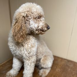Cavalier King Charles Spaniels and Poodles from Ferndale Family Pups
