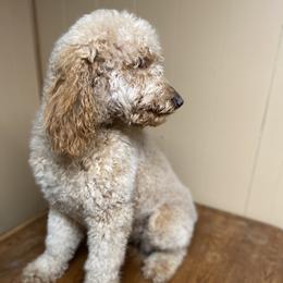 Cavalier King Charles Spaniels and Poodles from Ferndale Family Pups