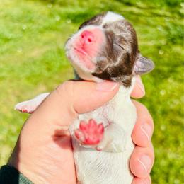 Lurleen - Parti female Miniature Schnauzer puppy in Alabama from Little River Miniature Schnauzers