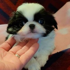 Japanese Chins from Briarlea Japanese Chin