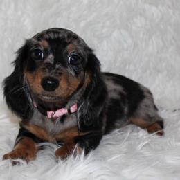 Roxie - Dapple female Dachshund puppy in Lily, Kentucky from Little Acres Miniature Dachshunds