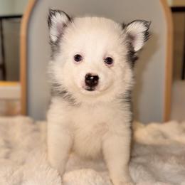 Nyx - Wolf sable female Pomsky puppy in Lincoln, Nebraska from Blue Heaven Pomsky