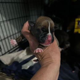 Boy 1 - Fawn male Boxer puppy in Bowling Green, Kentucky from Abney’s Boxers of Bowling Green