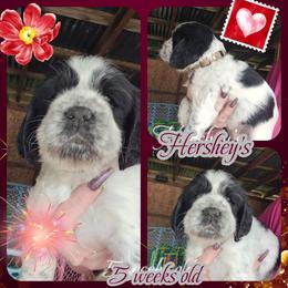 Hershey's - Black and white female English Springer Spaniel puppy in Westover, Maryland from Sterling's springer Haven