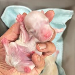 Boy z1 - White male Maltipoo puppy in Las Vegas, Nevada from Maltipoo_vegas