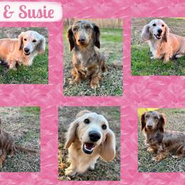 Dachshund puppies from Whitesboro Dachshund
