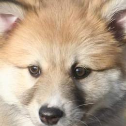 Icelandic Sheepdog Puppies from Valhalla Icelandic Sheepdogs