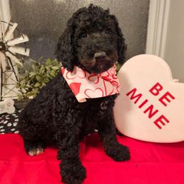 Hot Pink collar - Phantom female Bernedoodle puppy in Shelby, North Carolina from Forever Grateful Doodles