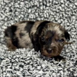Puddin' - Blue merle male Miniature Australian Shepherd puppy in Michie, Tennessee from Acton Aussies