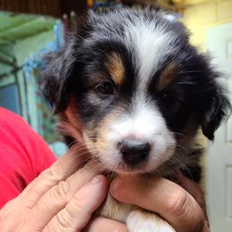Miniature Australian Shepherd and Toy Australian Shepherd Puppies from Beasley Acres Aussies