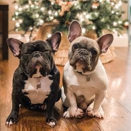 French Bulldogs from Rennison