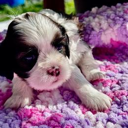 Wilma - Brindle and white female Cavatzu puppy in Saint Paul, Minnesota from Amy’s Puppy Tzu