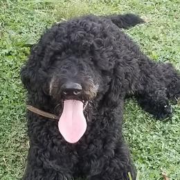 Axel - Goldendoodle