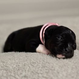 Pink girl - Brindle Staffordshire Bull Terrier puppy in Georgetown, Texas from Bruhaus Kennels