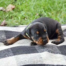 Nox - Black and rust male Doberman Pinscher puppy in Toney, Alabama from Bhon Mhuir Dobermanns