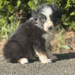 W2- black tri female 8 - Black tri-color female Australian Shepherd puppy in Chehalis, Washington from Wandering Acres Ranch
