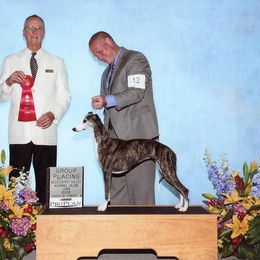 Saluki and Whippet All Grown Up from Aeolus Salukis & Whippets