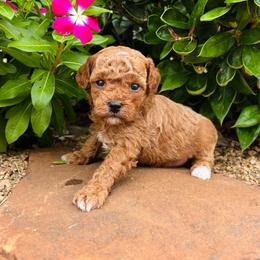 Cove - Red  male Poodle puppy in Wharton, Texas from In the Red Poodles