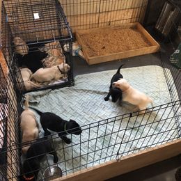 Australian Shepherd and Labrador Retriever Puppies from Wheatland Dog Center