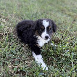 Light Grey - Black tri male Miniature Australian Shepherd puppy in Canton, Texas from M&M Aussies
