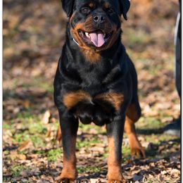 Roma - Rottweiler