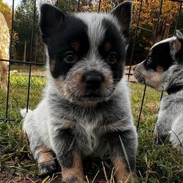 Red collar Boy 1 - Blue male Australian Cattle Dog puppy in Irvington, Kentucky from Dry Valley’s Australian Cattle Dogs