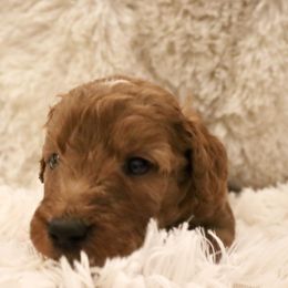 Fondue - Red  male Goldendoodle puppy in Denham Springs, Louisiana from E&S Goldendoodles