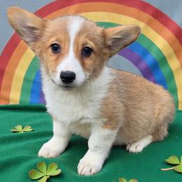 Female 3 - Red female Pembroke Welsh Corgi puppy in Unicoi, Tennessee from East Tennessee Clark Corgis