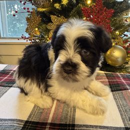 Liver Boy - Parti male Miniature Schnauzer puppy in Decatur, Texas from Virgil Farms