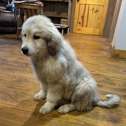 Great Pyrenees Puppies from Natalie Hnatkiv