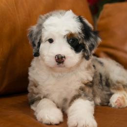 Trinity - female Australian Mountain Doodle puppy in Lafayette, Missouri from Brick House Farm Doodles