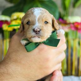 Marco - Red male Cavapoo puppy in Salado, Texas from Red Ranch Dogs
